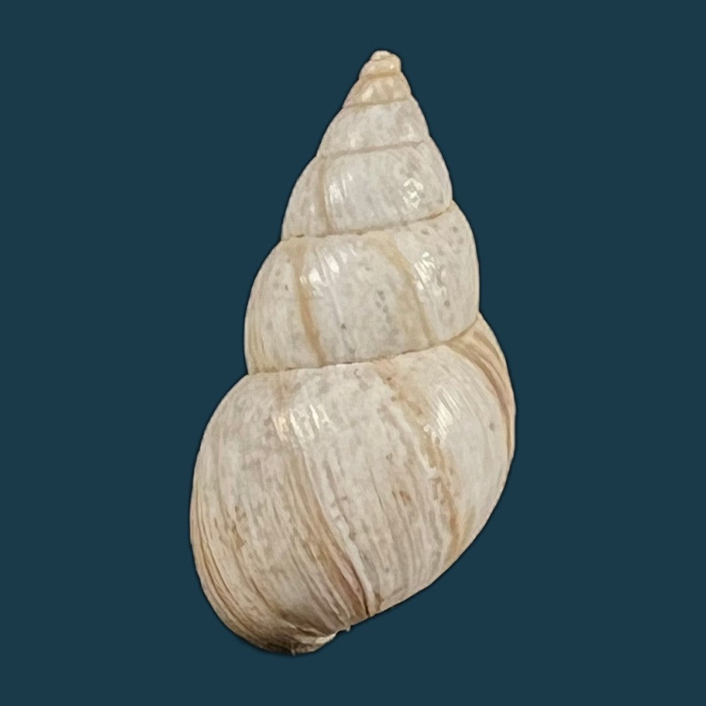 copia-de-bostryx-alausiensis-cousin-1887-19-4mm-4