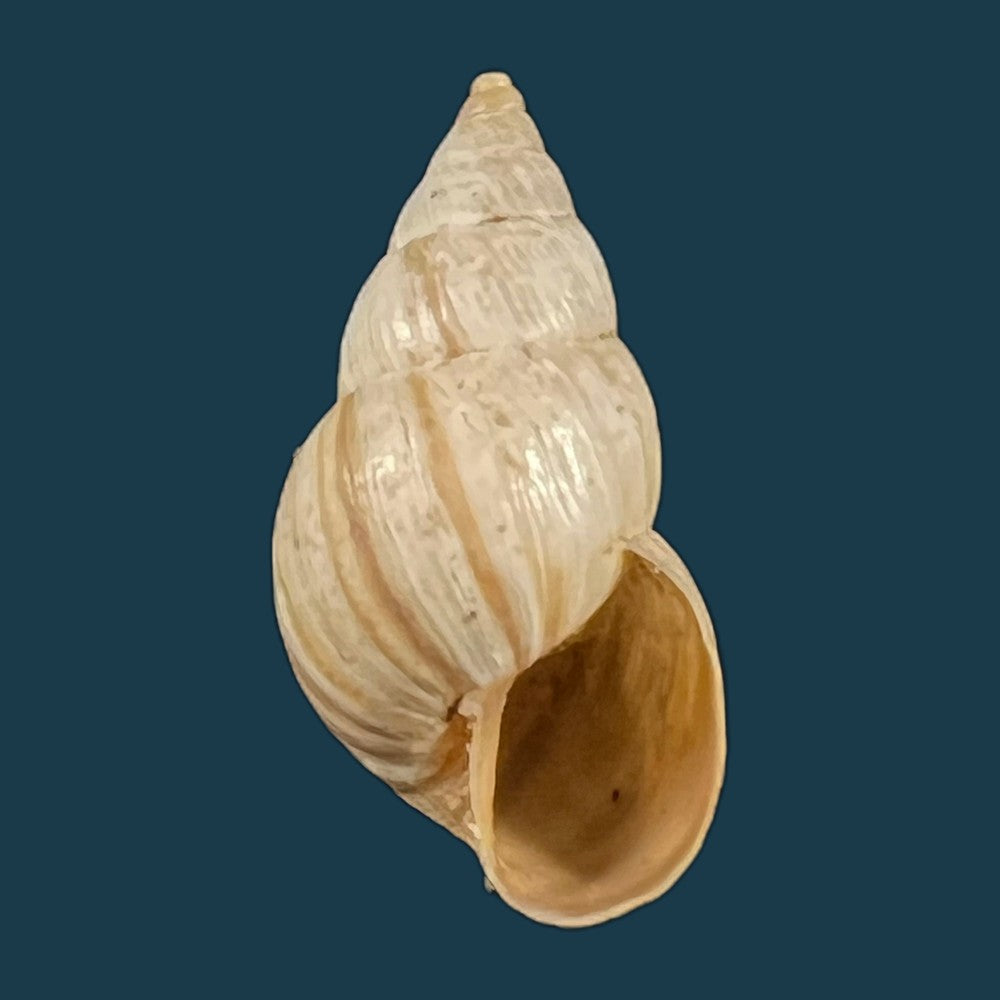 copia-de-bostryx-alausiensis-cousin-1887-19-4mm-4