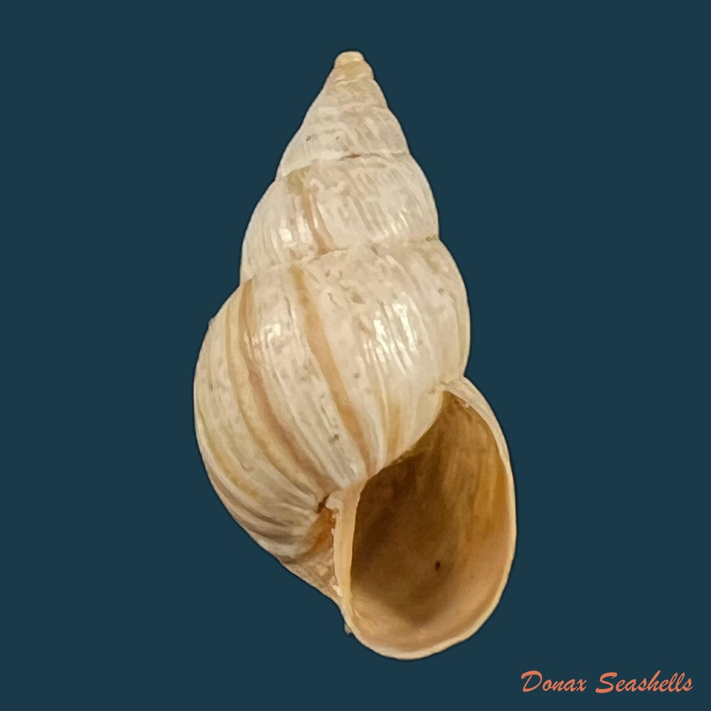 copia-de-bostryx-alausiensis-cousin-1887-19-4mm-4