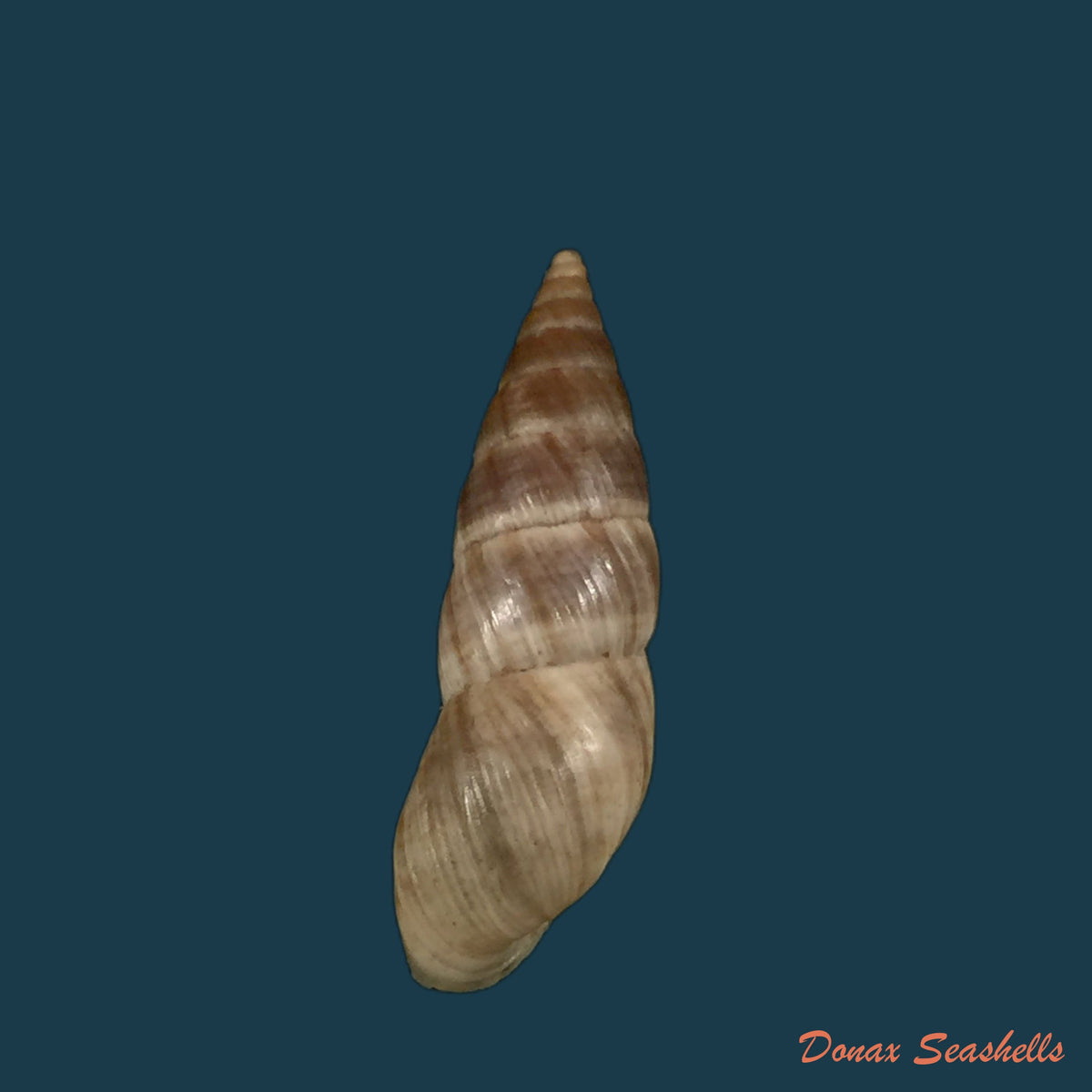 copia-de-bostryx-alausiensis-cousin-1887-19-4mm