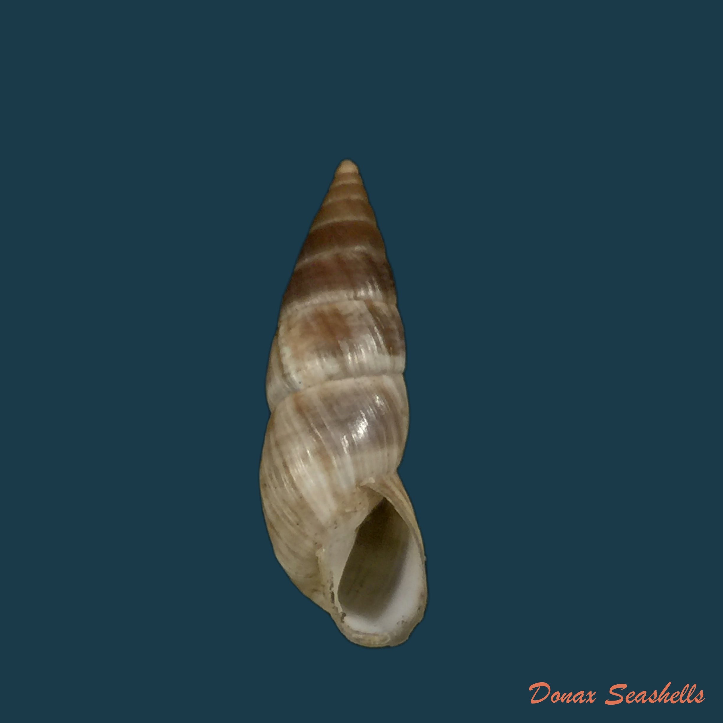 copia-de-bostryx-alausiensis-cousin-1887-19-4mm