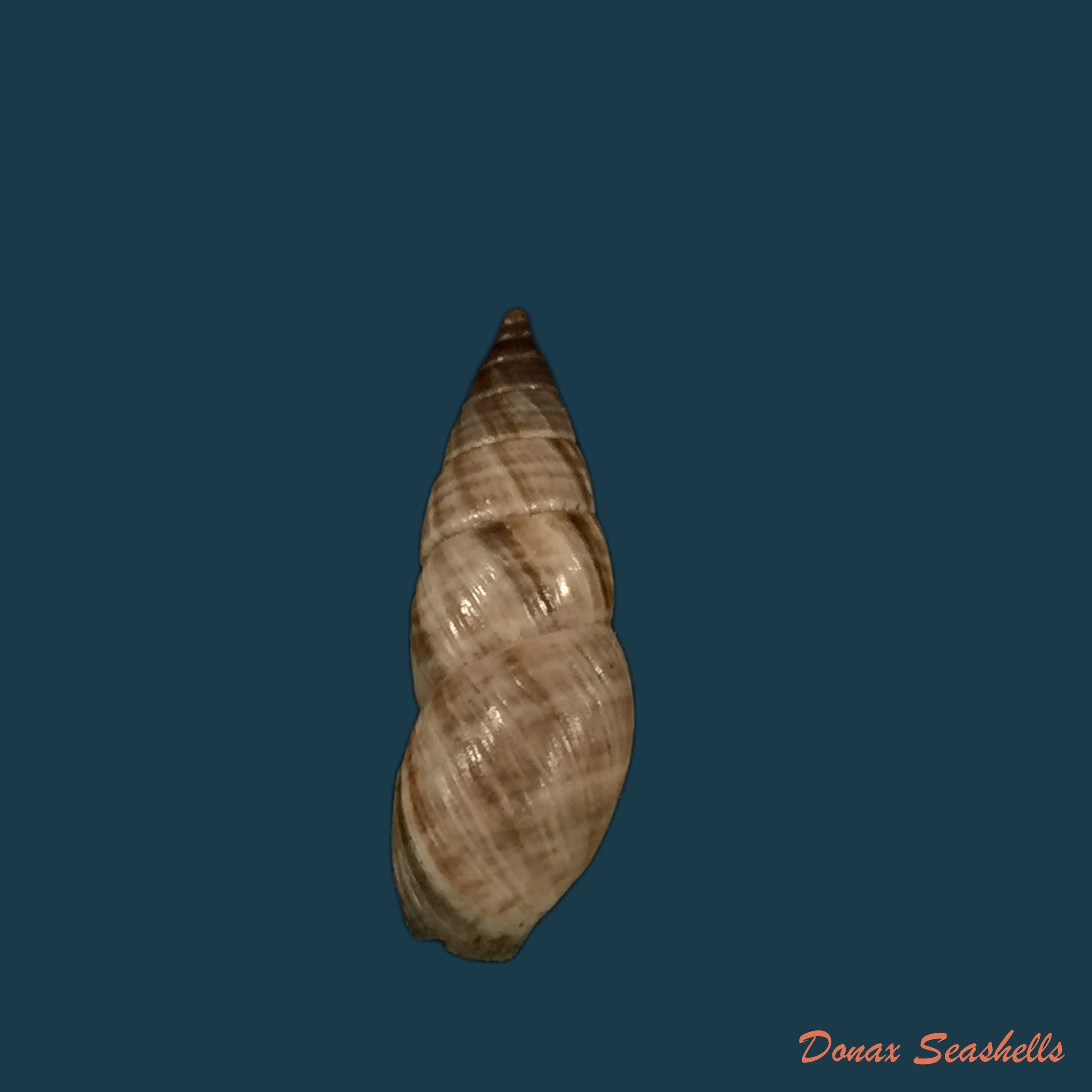 copia-de-bostryx-alausiensis-cousin-1887-21-7mm
