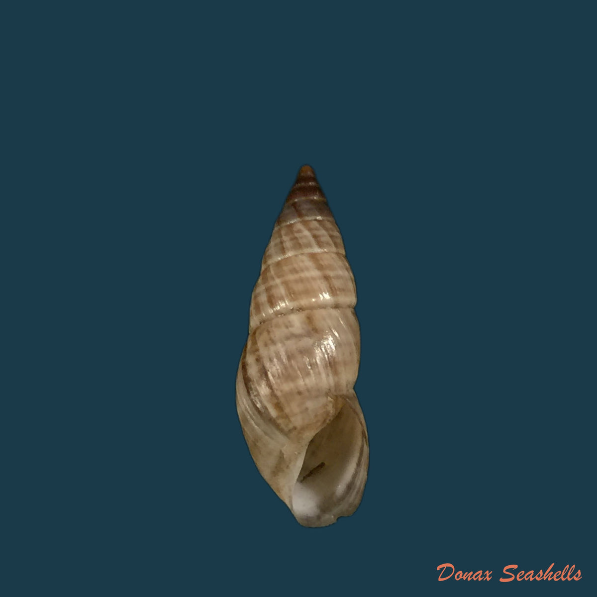 copia-de-bostryx-alausiensis-cousin-1887-21-7mm