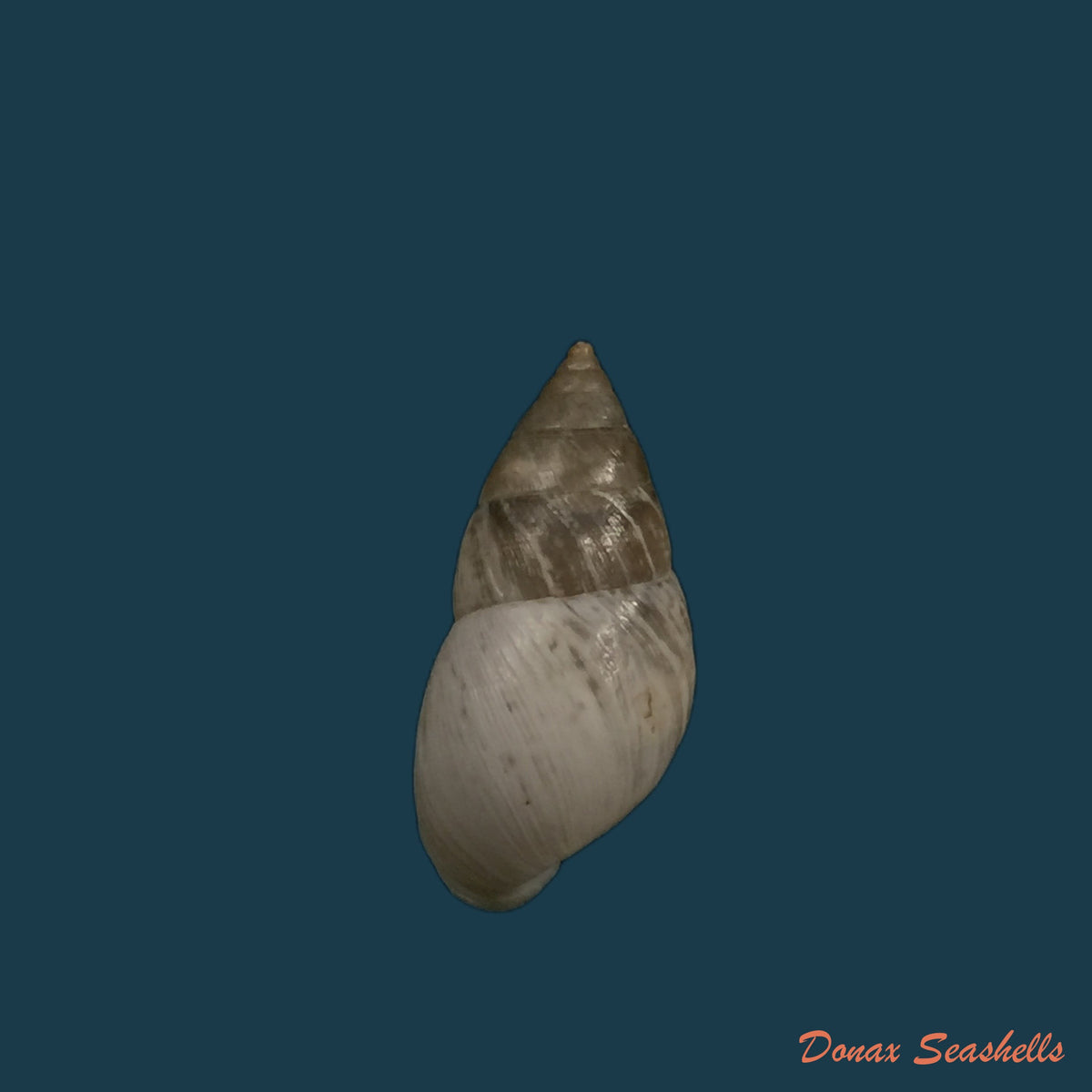 copia-de-bostryx-albicans-sowerby-1832-17-2mm