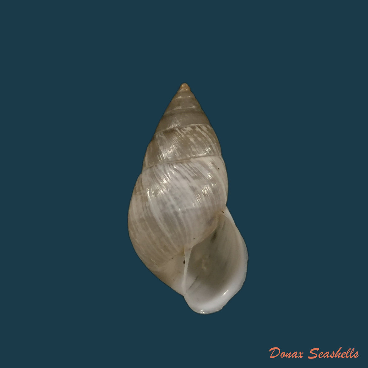 copia-de-bostryx-albicans-sowerby-1832-17-2mm