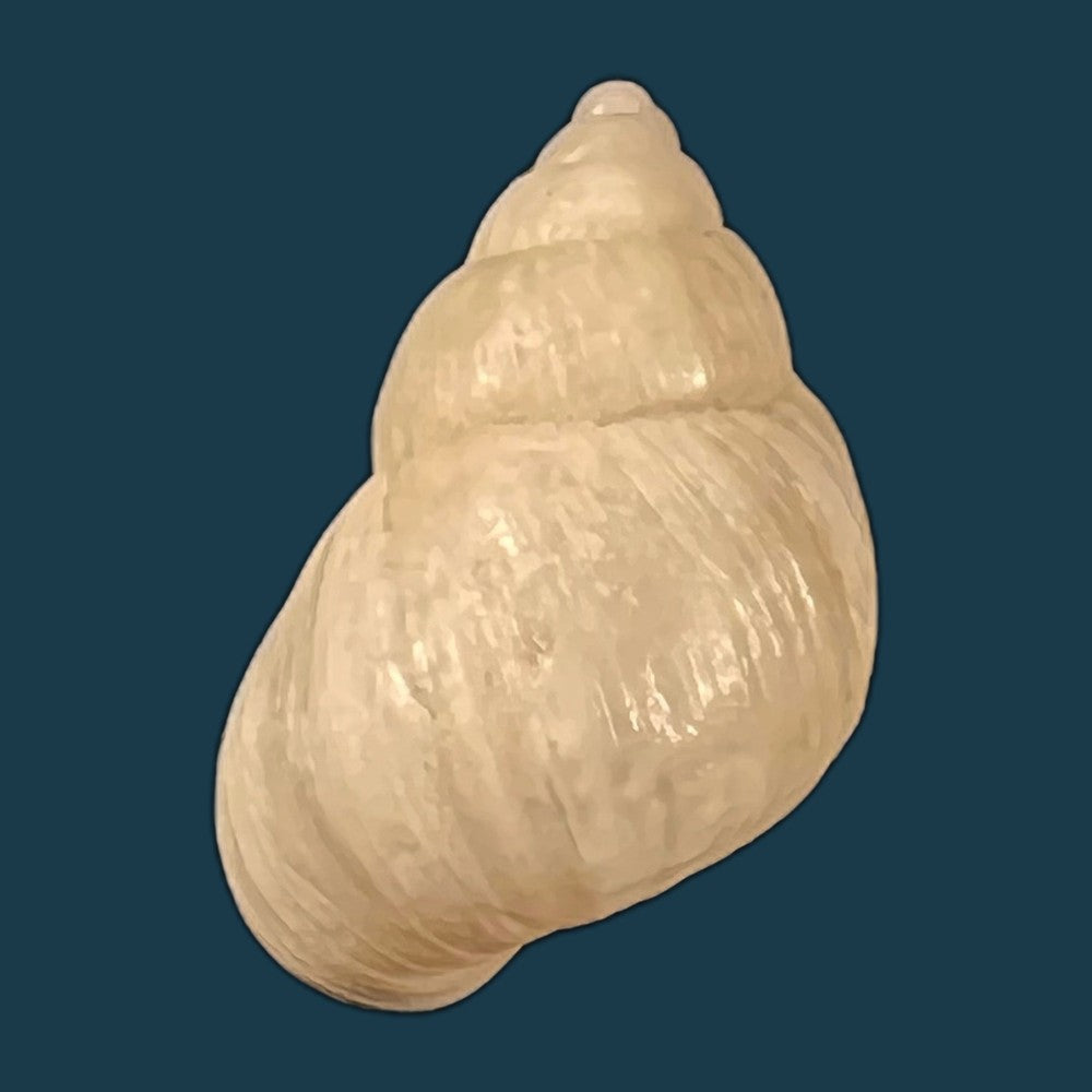 copia-de-bostryx-angiportus-pilsbry-1932-19-9mm
