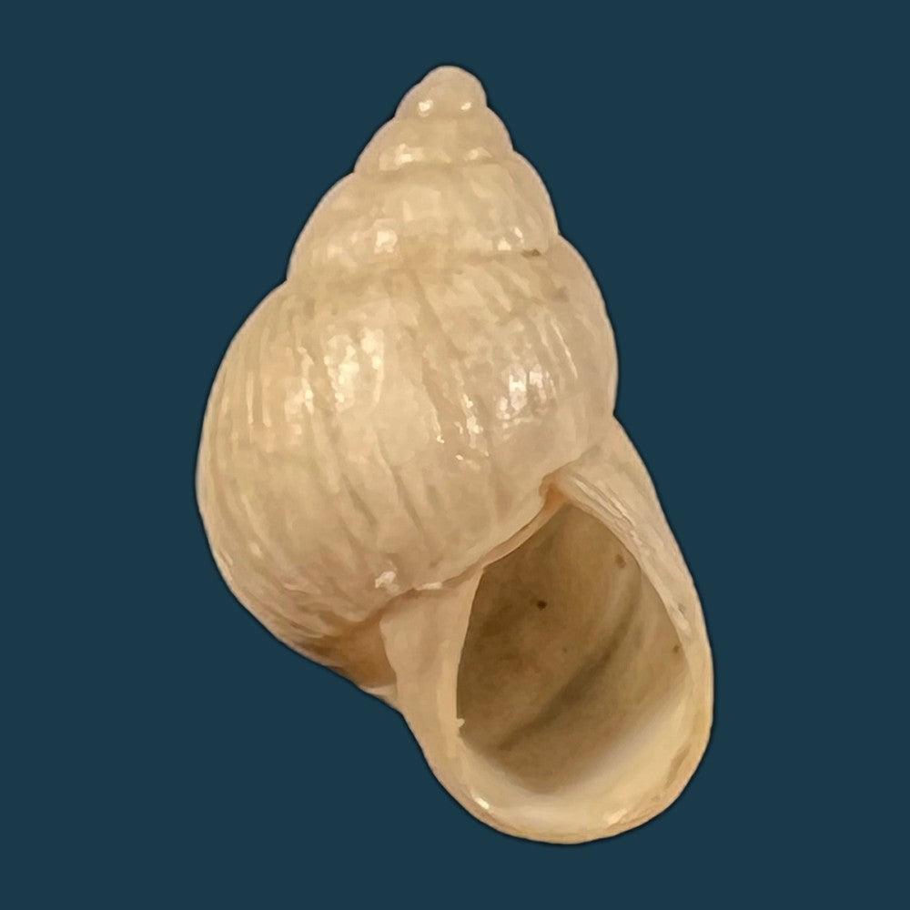 copia-de-bostryx-angiportus-pilsbry-1932-19-9mm