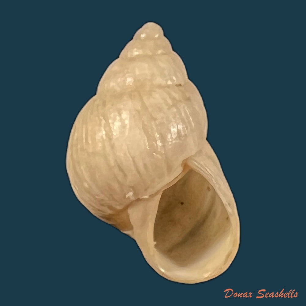 copia-de-bostryx-angiportus-pilsbry-1932-19-9mm