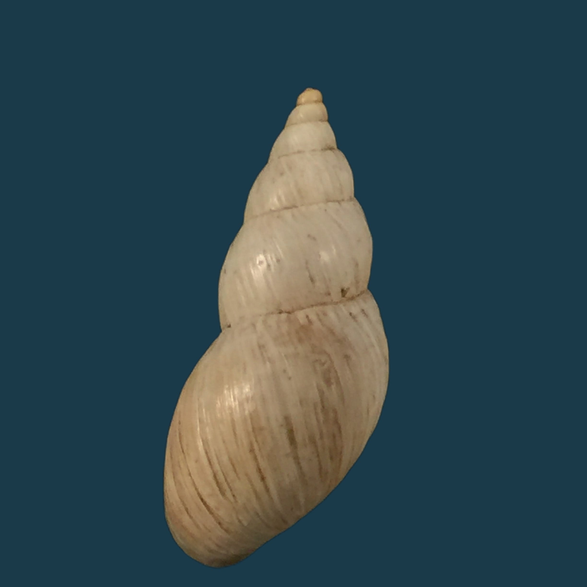 Bostryx rodrigueazae (Weber, 1967) - 24,1mm