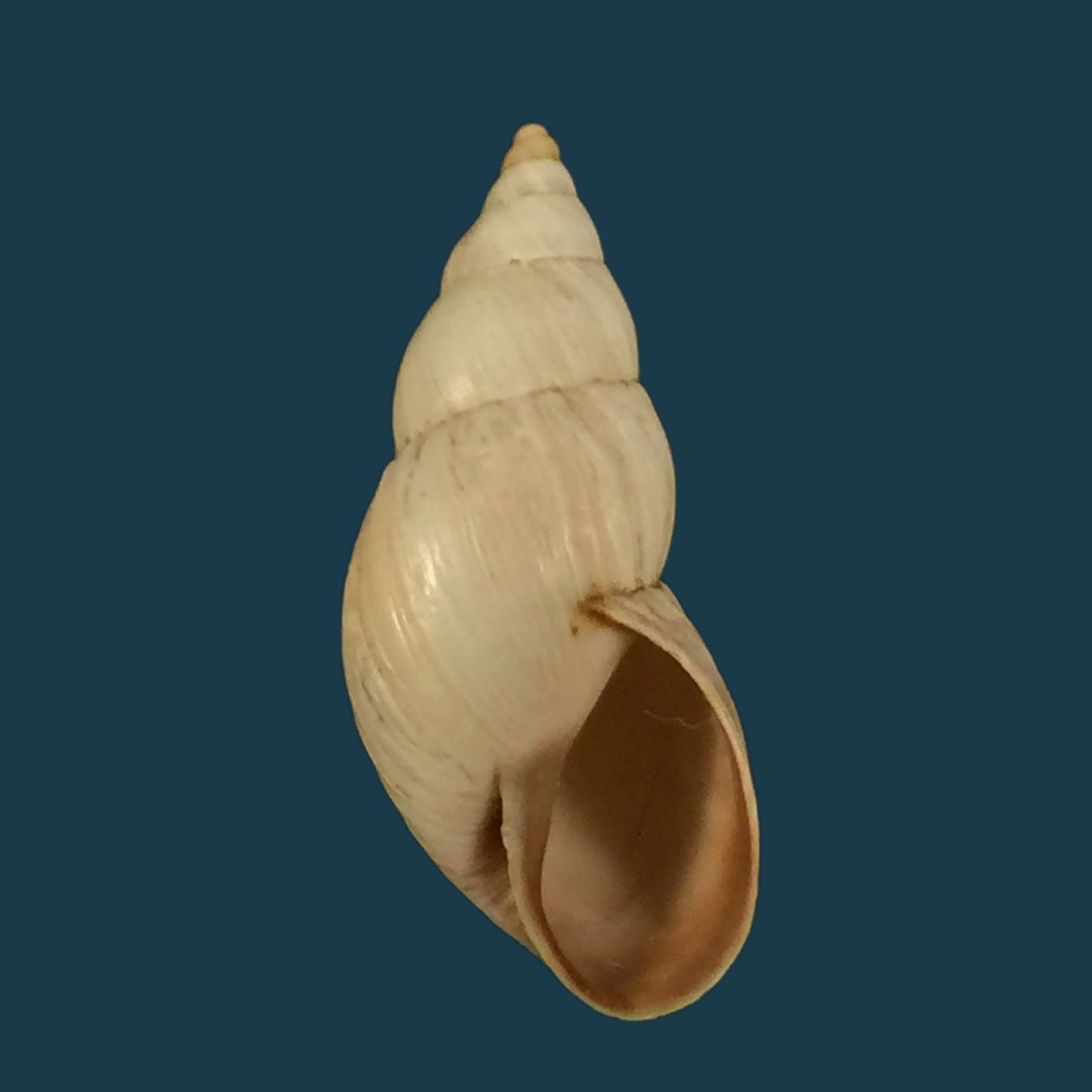 Bostryx rodrigueazae (Weber, 1967) - 24,1mm