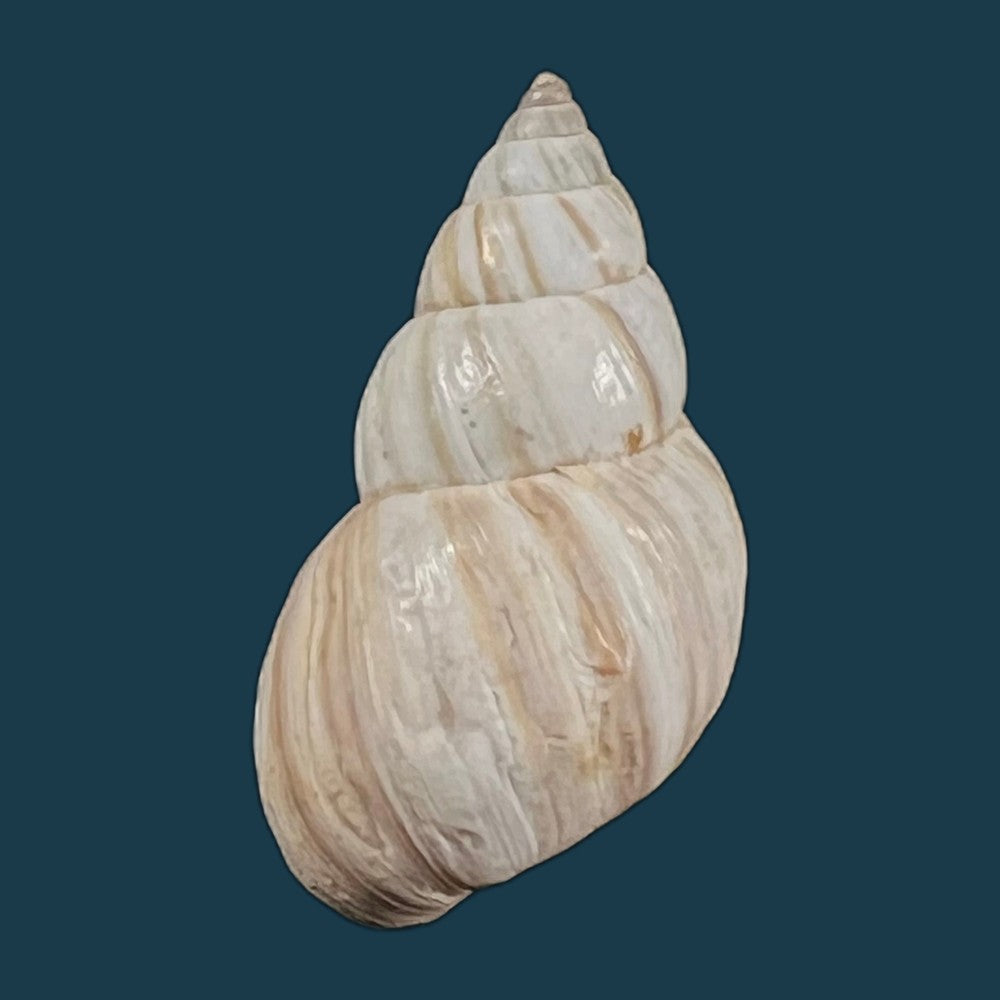 copia-de-bostryx-ignobilis-r-a-philippi-1867-21-5mm