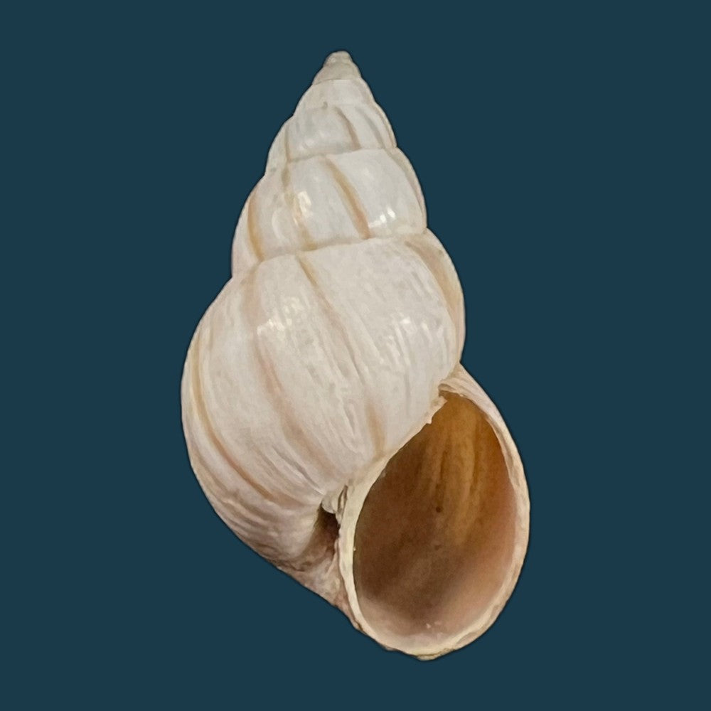 copia-de-bostryx-ignobilis-r-a-philippi-1867-21-5mm