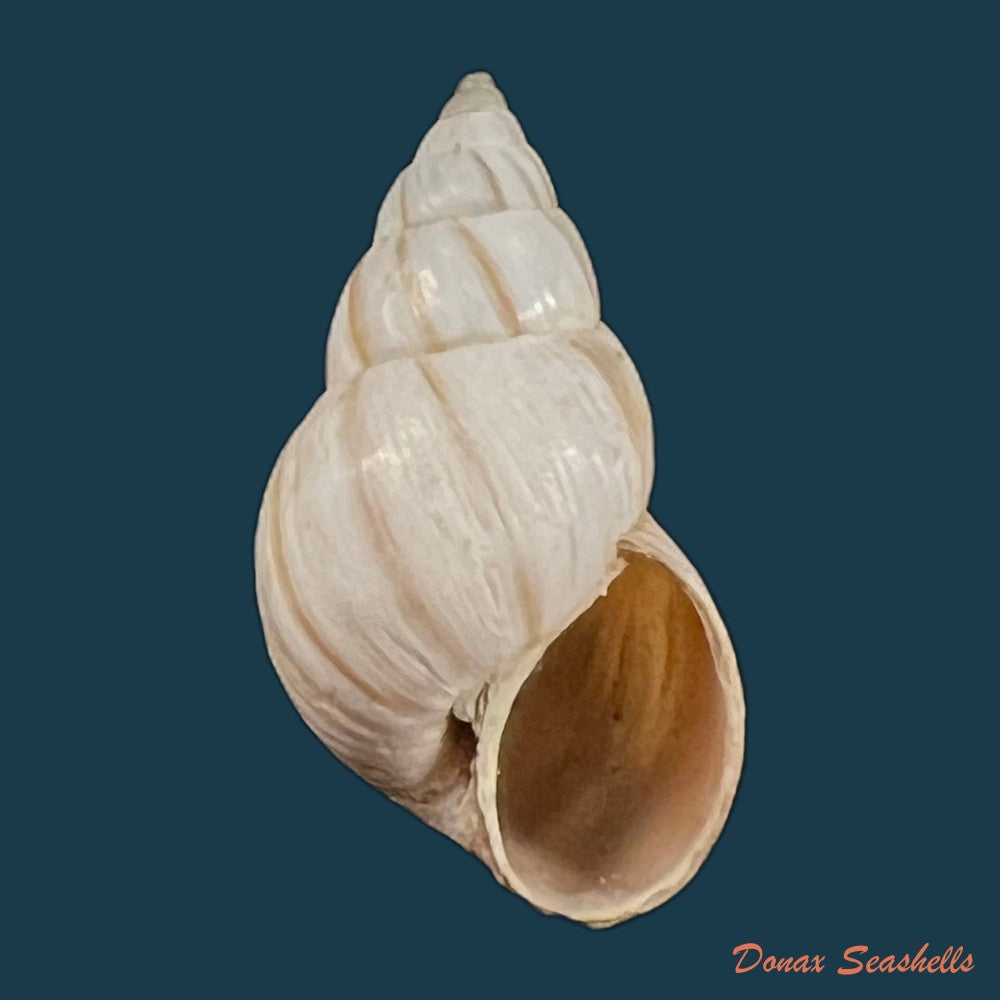 copia-de-bostryx-ignobilis-r-a-philippi-1867-21-5mm