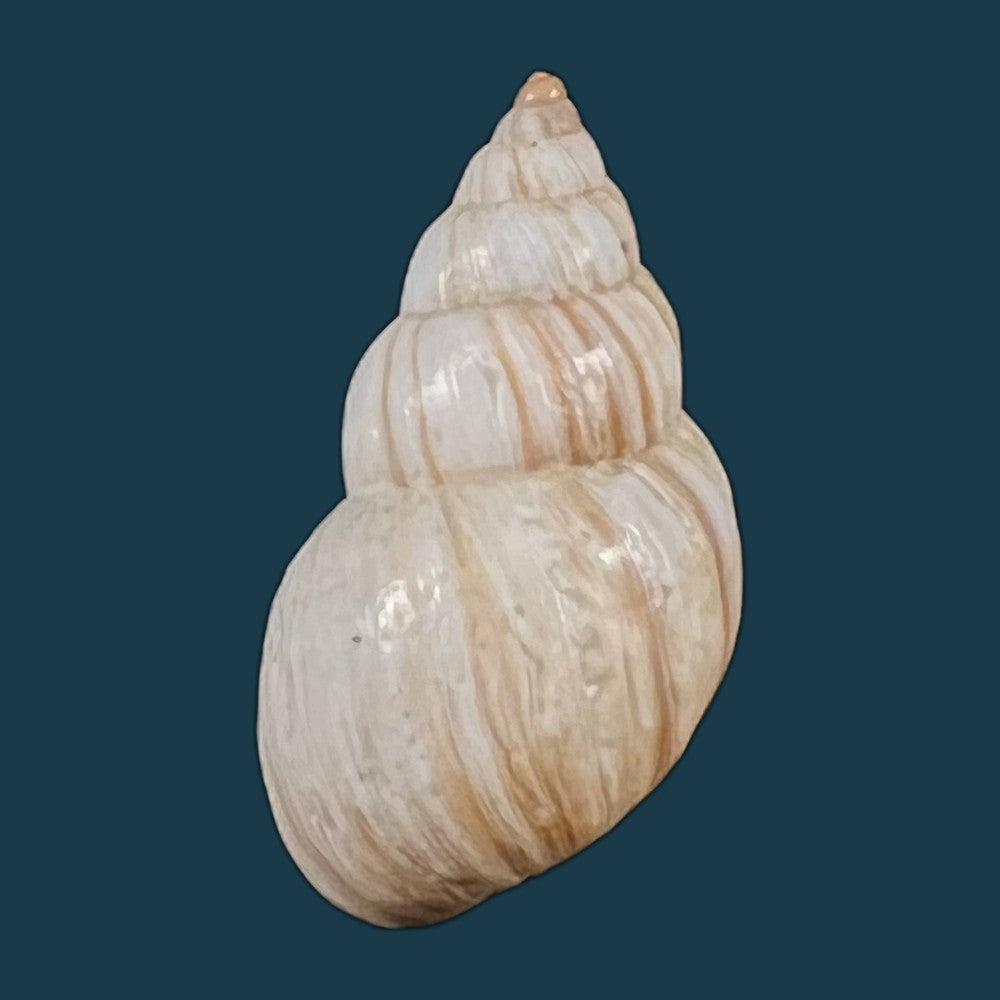 copia-de-bostryx-ignobilis-r-a-philippi-1867-22-6mm