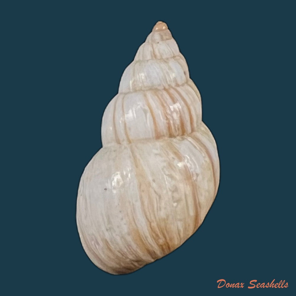 copia-de-bostryx-ignobilis-r-a-philippi-1867-22-6mm