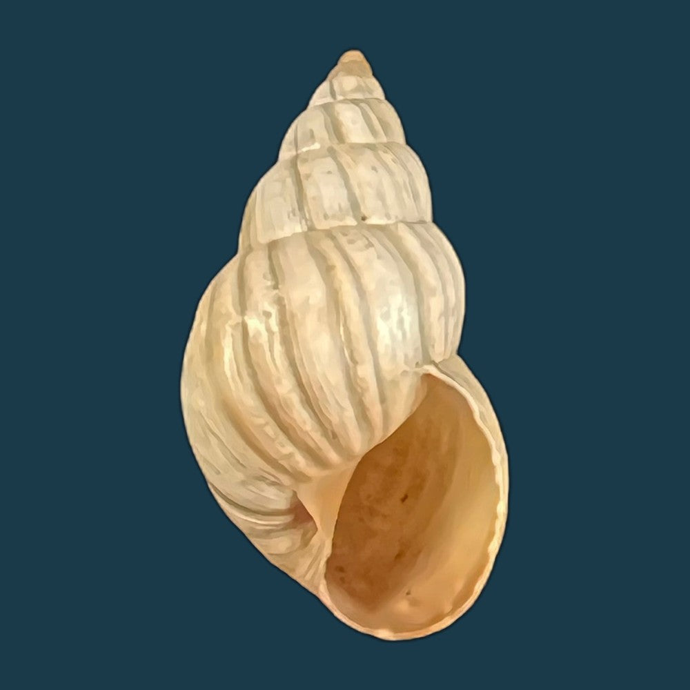 copia-de-bostryx-ignobilis-r-a-philippi-1867-22-6mm
