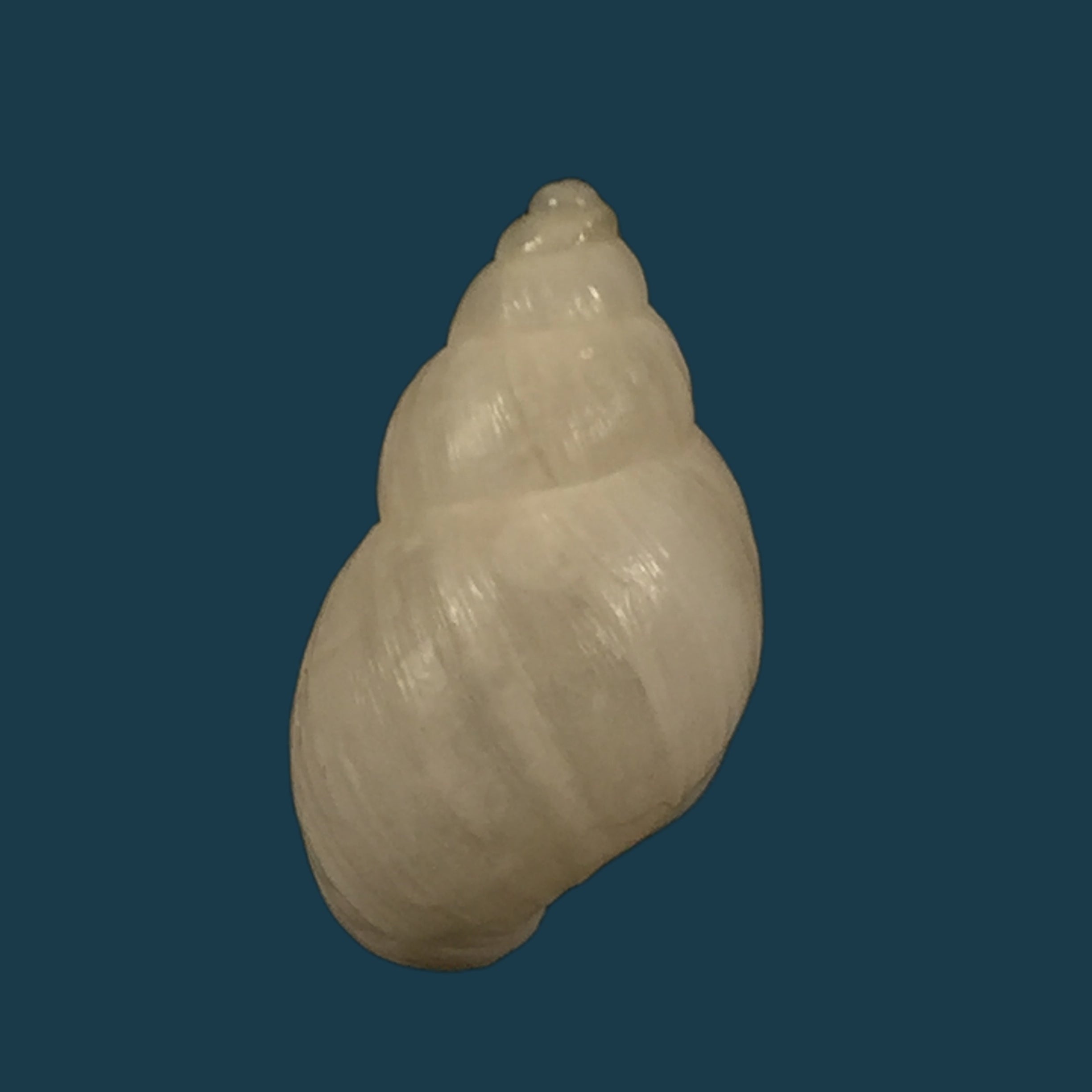 Bostryx angiportus (Pilsbry, 1932) - 19,9mm