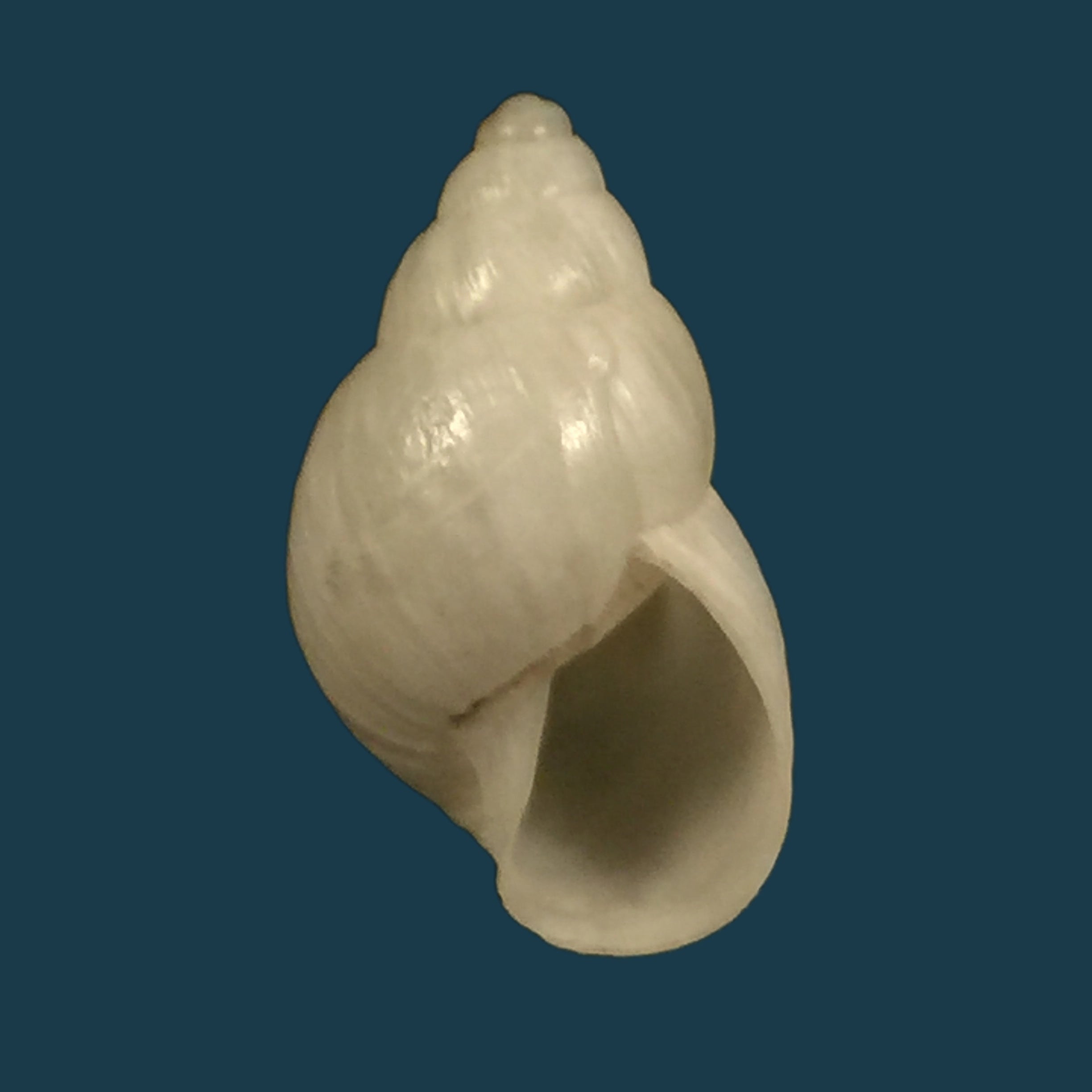 Bostryx angiportus (Pilsbry, 1932) - 19,9mm