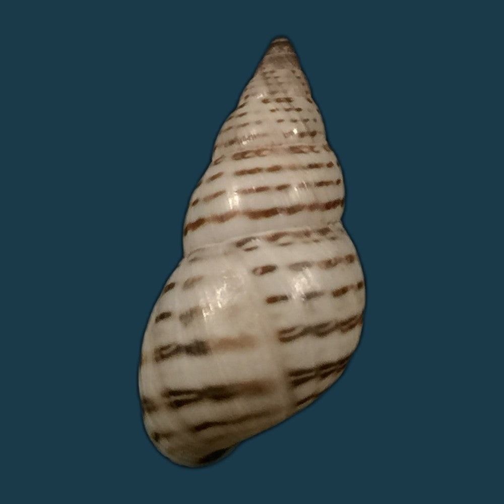 copia-de-bostryx-punctilineatus-haas-1951-19-9mm