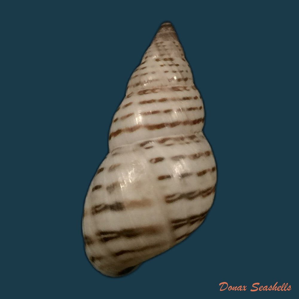 copia-de-bostryx-punctilineatus-haas-1951-19-9mm