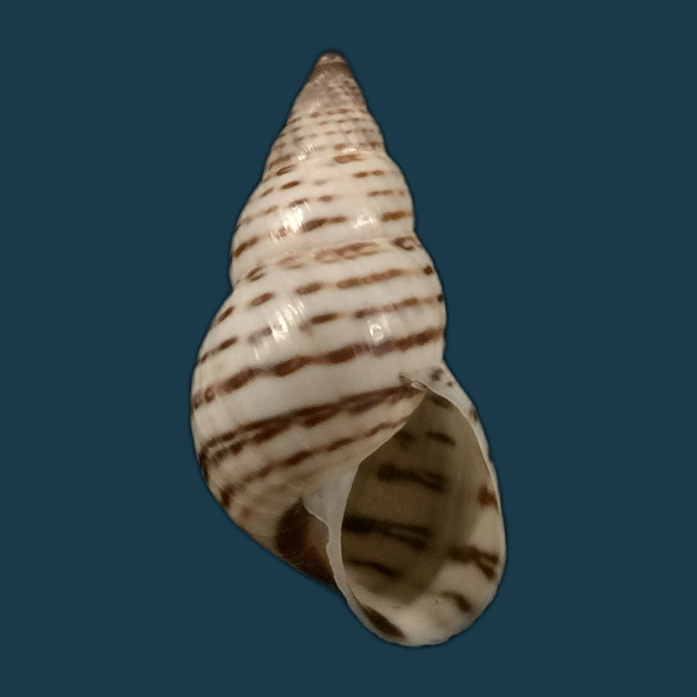 copia-de-bostryx-punctilineatus-haas-1951-19-9mm