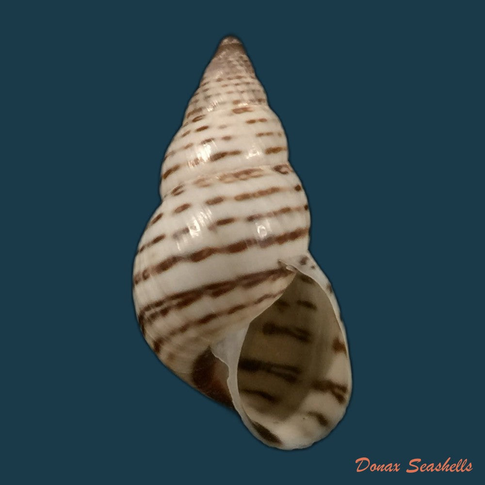 copia-de-bostryx-punctilineatus-haas-1951-19-9mm