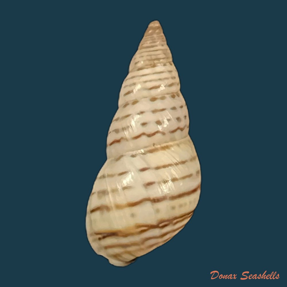 copia-de-bostryx-punctilineatus-haas-1951-20-2mm