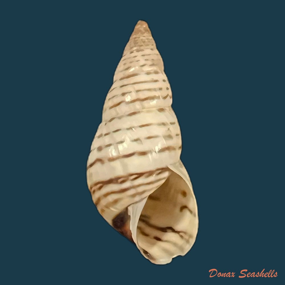 copia-de-bostryx-punctilineatus-haas-1951-20-2mm