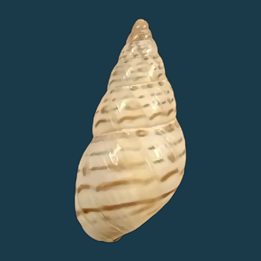 copia-de-bostryx-punctilineatus-haas-1951-20-6mm