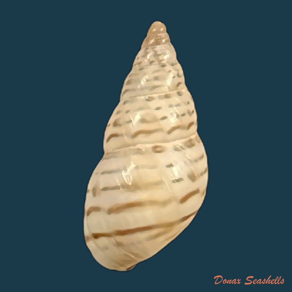 copia-de-bostryx-punctilineatus-haas-1951-20-6mm