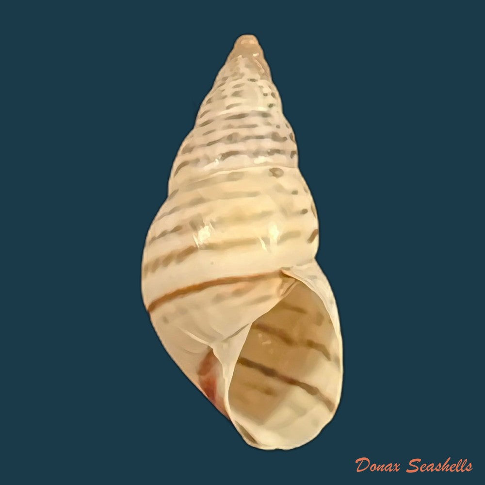 copia-de-bostryx-punctilineatus-haas-1951-20-6mm