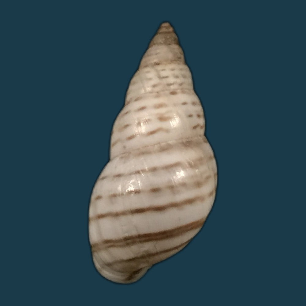 copia-de-bostryx-punctilineatus-haas-1951-21-3mm