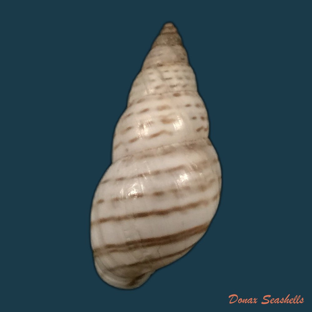 copia-de-bostryx-punctilineatus-haas-1951-21-3mm