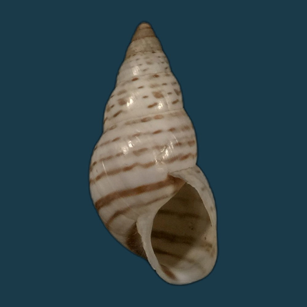 copia-de-bostryx-punctilineatus-haas-1951-21-3mm