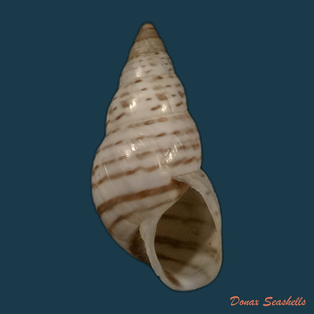 copia-de-bostryx-punctilineatus-haas-1951-21-3mm