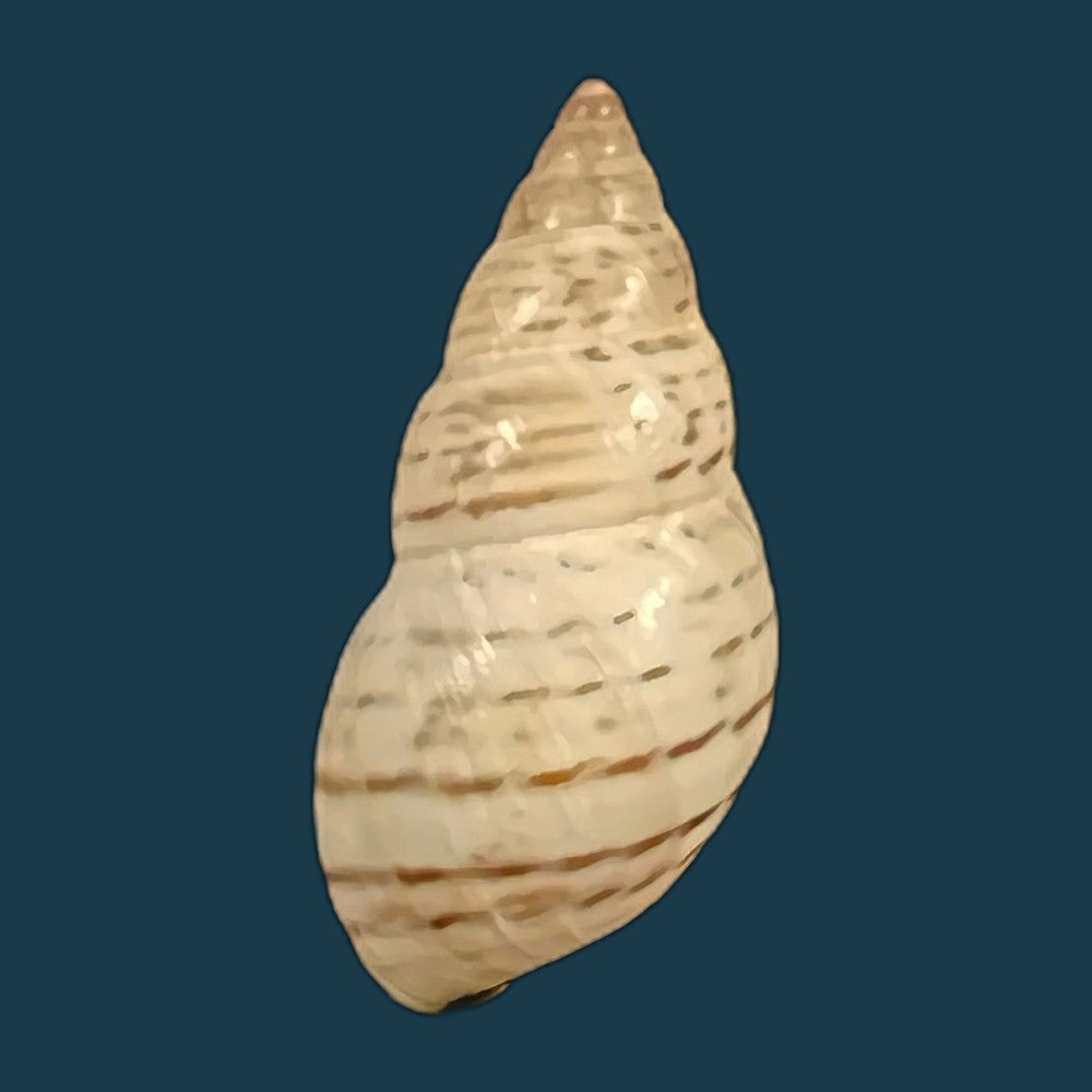 copia-de-bostryx-punctilineatus-haas-1951-22mm