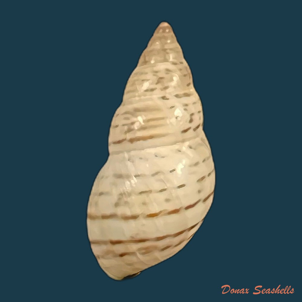 copia-de-bostryx-punctilineatus-haas-1951-22mm
