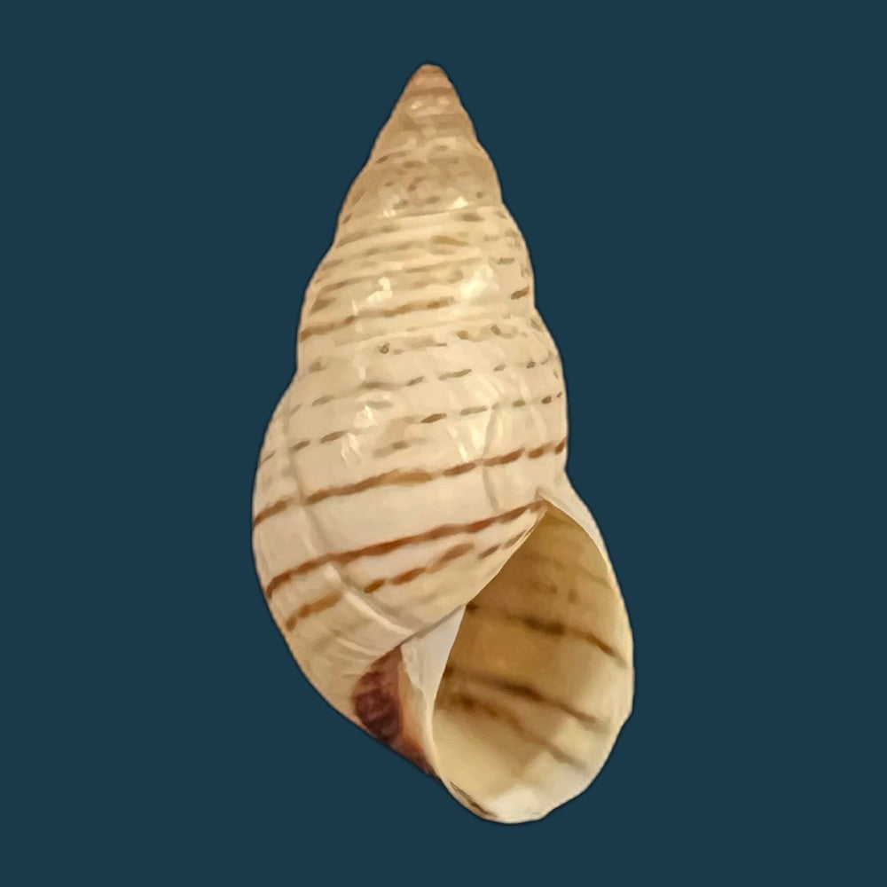 copia-de-bostryx-punctilineatus-haas-1951-22mm