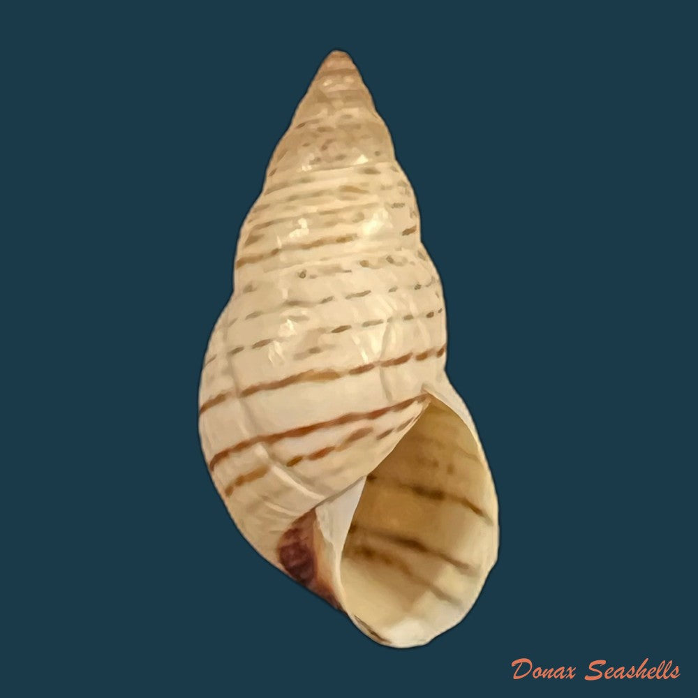 copia-de-bostryx-punctilineatus-haas-1951-22mm