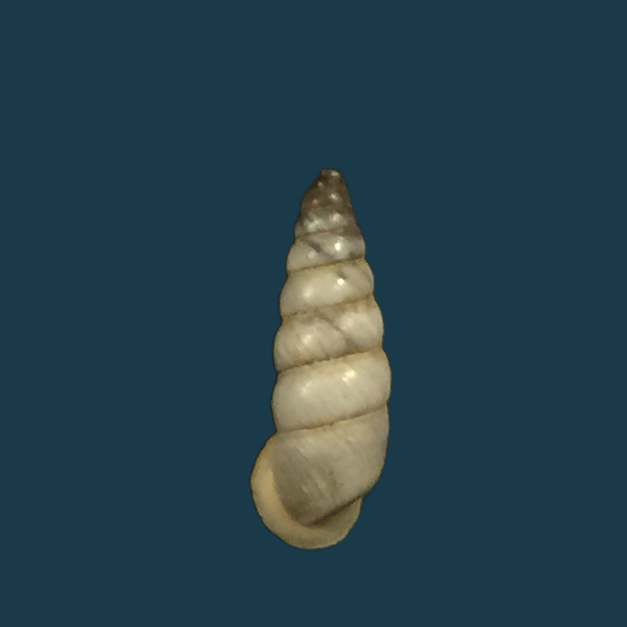 Serina ser ser Gredler, 1899 - 13,4mm