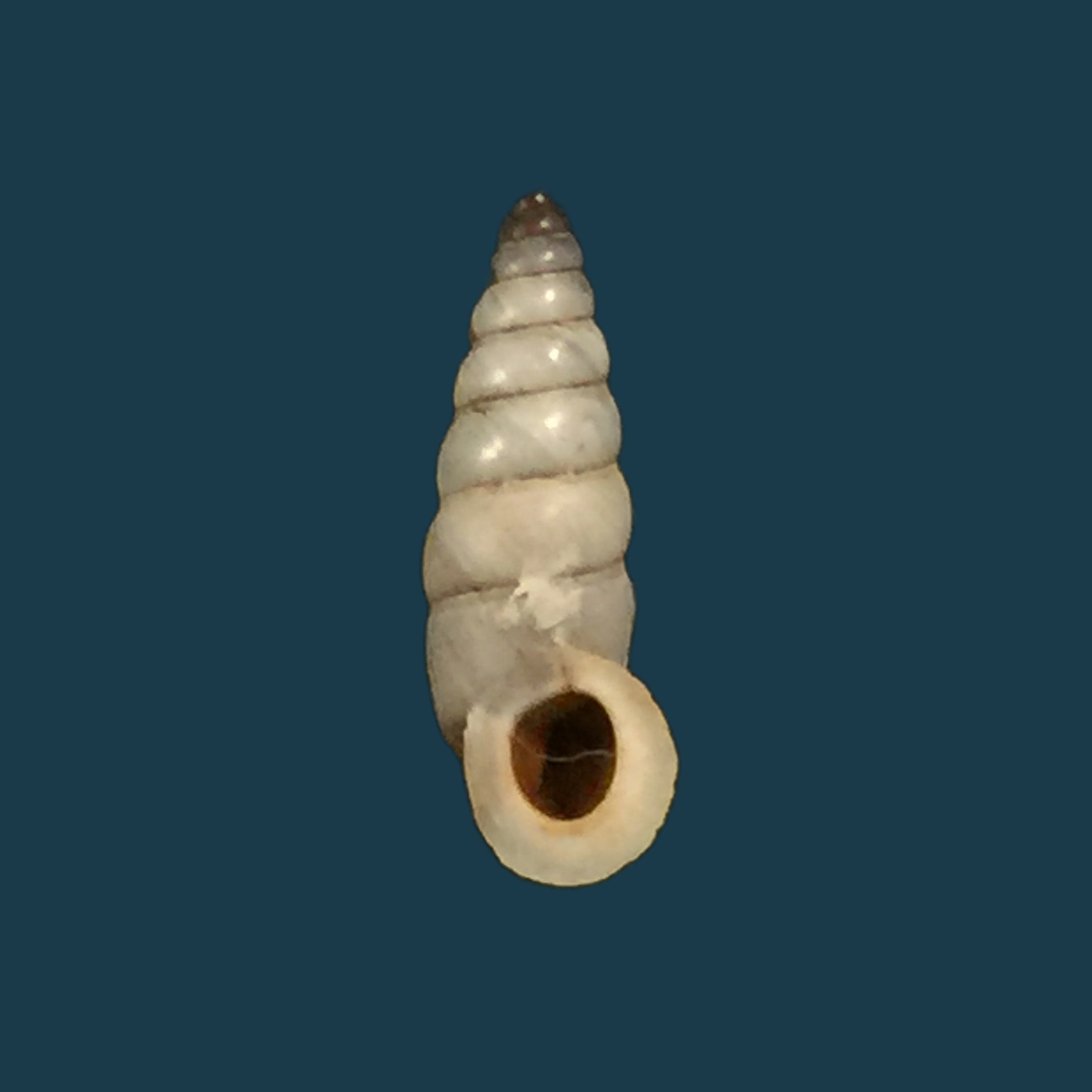 Serina ser ser Gredler, 1899 - 13,4mm
