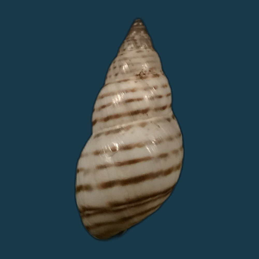 copia-de-bostryx-serotinus-serotinus-morelet-1860-34-3mm