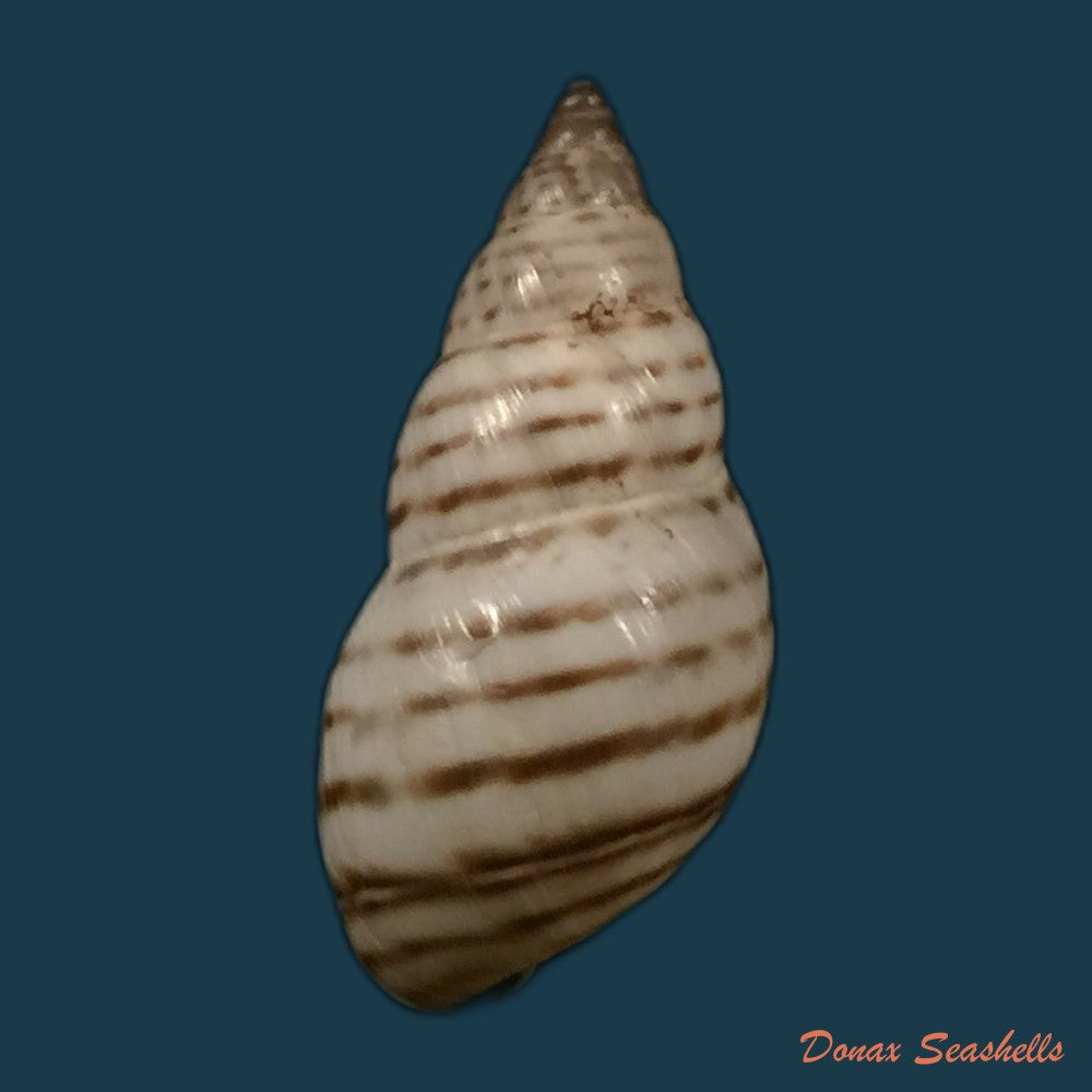 copia-de-bostryx-serotinus-serotinus-morelet-1860-34-3mm