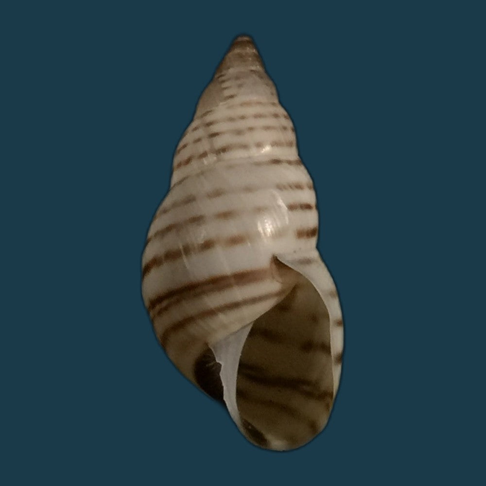 copia-de-bostryx-serotinus-serotinus-morelet-1860-34-3mm