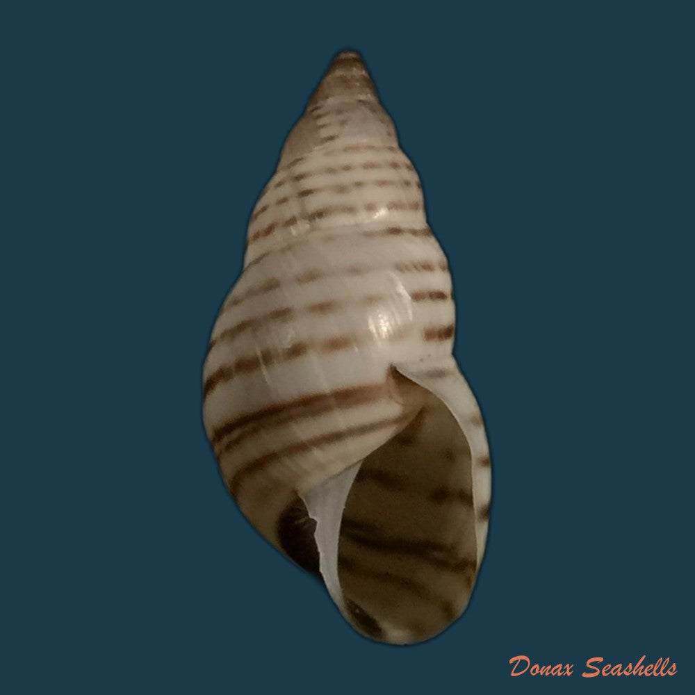 copia-de-bostryx-serotinus-serotinus-morelet-1860-34-3mm