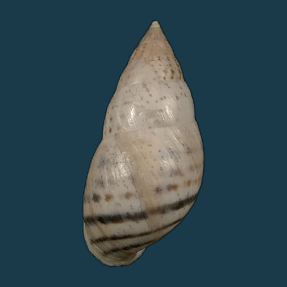 copia-de-bostryx-serotinus-serotinus-morelet-1860-37-1mm