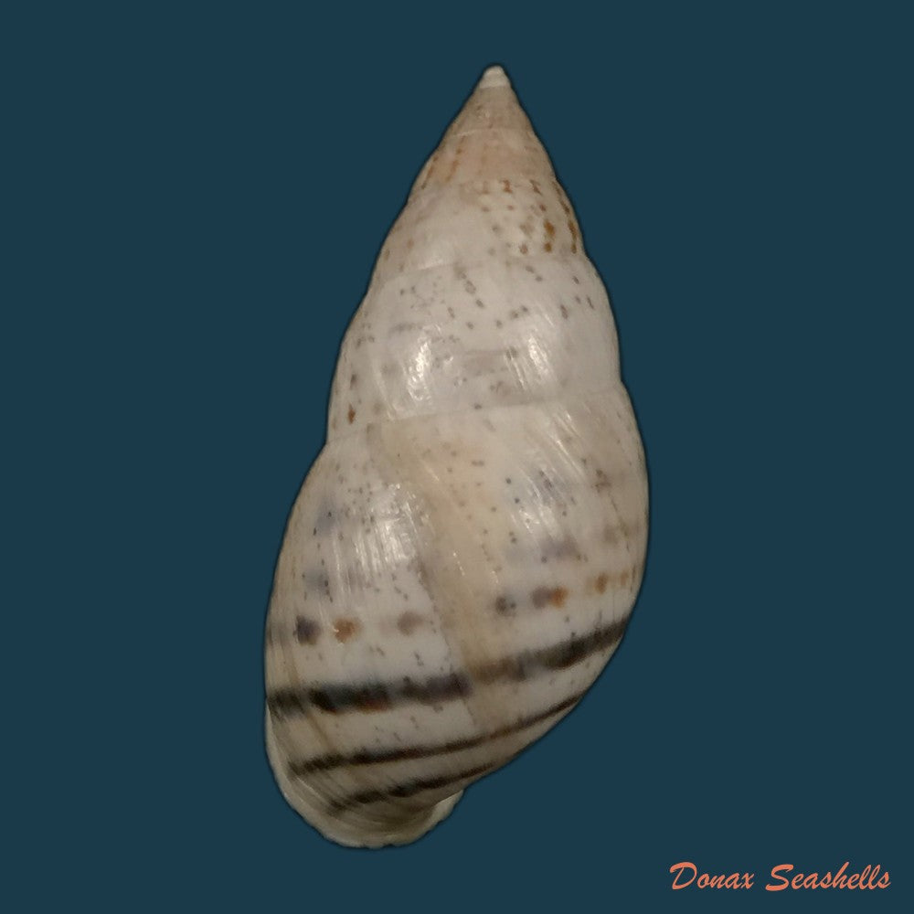 copia-de-bostryx-serotinus-serotinus-morelet-1860-37-1mm