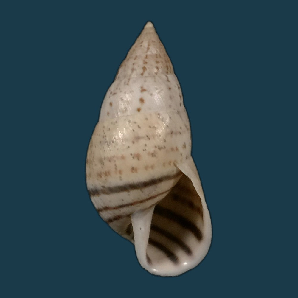 copia-de-bostryx-serotinus-serotinus-morelet-1860-37-1mm