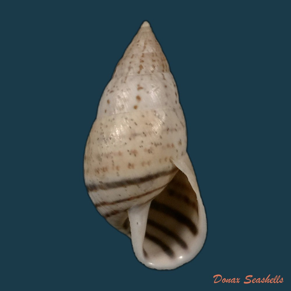 copia-de-bostryx-serotinus-serotinus-morelet-1860-37-1mm