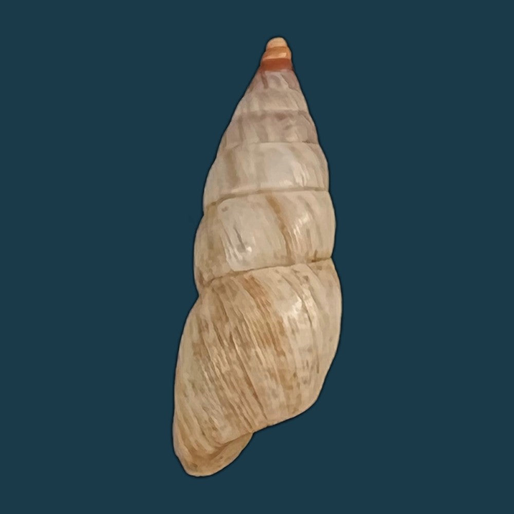 copia-de-bostryx-umbilicatus-miller-1979-20-2mm-1